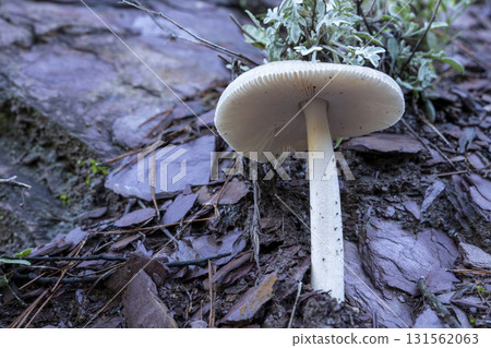 A mushroom is sitting on a rock A mushroom is sitting on a rock 131562063