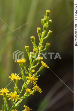 A yellow flower with a green stem A yellow flower with a green stem 131562071