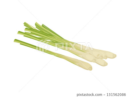 Vector illustration of a bunch of lemongrass or Cymbopogon tock illustration Vector illustration of a bunch of lemongrass or Cymbopogon tock illustration 131562086