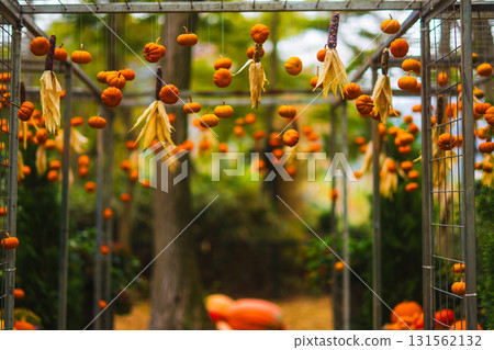 Halloween pumpkins in Hakone 131562132