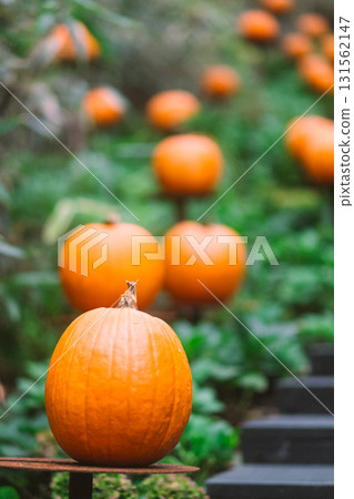 箱根的萬聖節南瓜 箱根的萬聖節南瓜 131562147