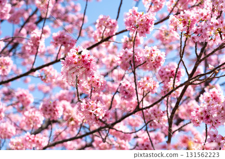 Closed up background of pink color flower sakura (cherry) blossom 131562223