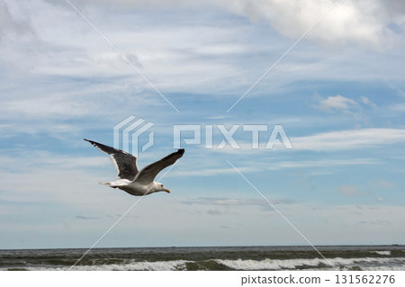 Seagull gliding over ocean waves beneath cloudy sky Seagull gliding over ocean waves beneath cloudy sky 131562276
