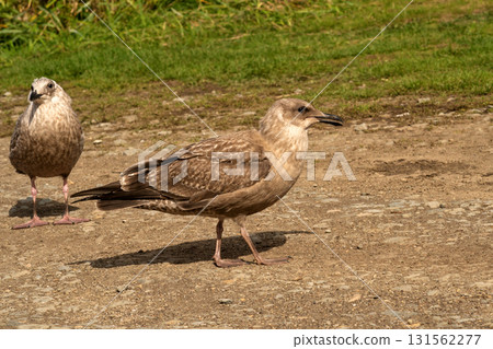 Two juvenile seagulls standing together on rocky path Two juvenile seagulls standing together on rocky path 131562277