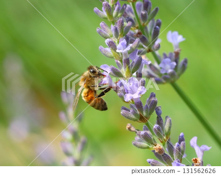 蜜蜂探訪薰衣草的特寫 131562626