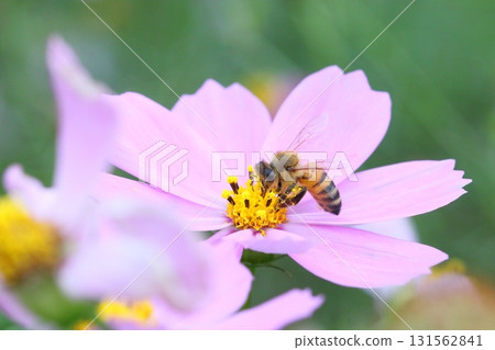 一隻蜜蜂正在探訪一朵波斯菊的特寫鏡頭 一隻蜜蜂正在探訪一朵波斯菊的特寫鏡頭 131562841