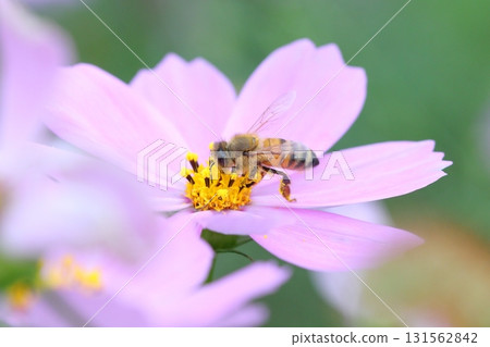 一隻蜜蜂正在探訪一朵波斯菊的特寫鏡頭 131562842