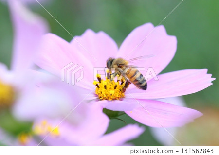 一隻蜜蜂正在探訪一朵波斯菊的特寫鏡頭 131562843