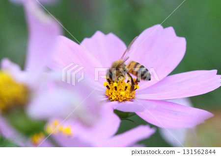 一隻蜜蜂正在探訪一朵波斯菊的特寫鏡頭 131562844