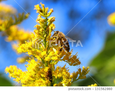 一隻蜜蜂探訪一株黃花的特寫鏡頭 131562860