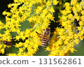 Close-up of a honeybee visiting a goldenrod 131562861