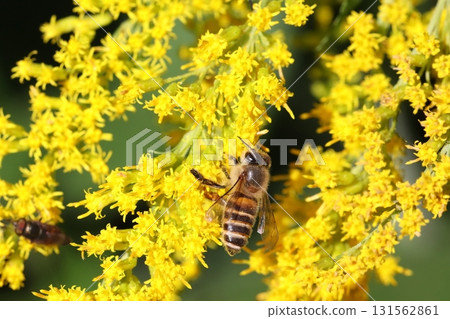 Close-up of a honeybee visiting a goldenrod Close-up of a honeybee visiting a goldenrod 131562861
