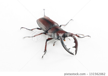 Sawtooth stag beetle Sawtooth stag beetle 131562862