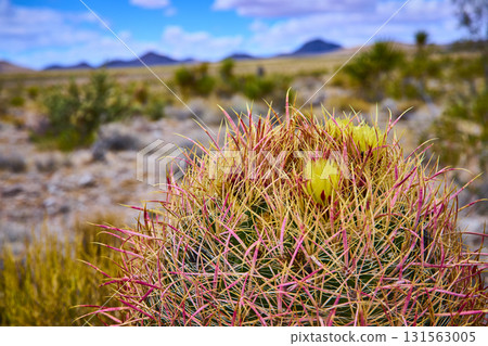 Barrel Cactus with Yellow Blooms in Colorful Nevada Desert Landscape 131563005