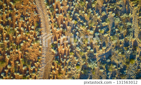 Aerial Desert Trail and Vegetation Pattern in Golden Hour Light Top Down 131563012