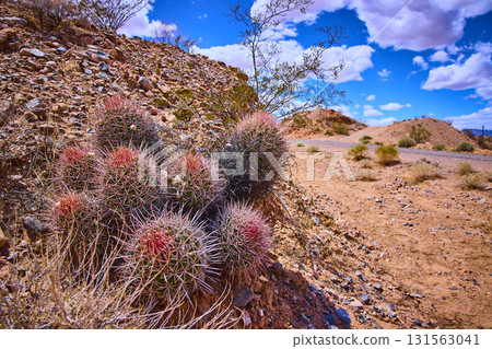 Desert Cactus Cluster and Rocky Terrain under Bright Blue Sky 131563041