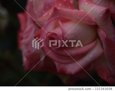 Beautiful red rose "Gemini" blooming in June 131563056