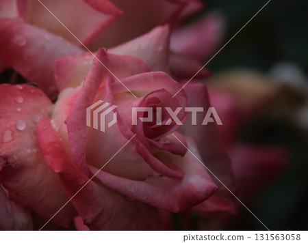 六月盛開的美麗紅玫瑰“雙子座” 六月盛開的美麗紅玫瑰“雙子座” 131563058
