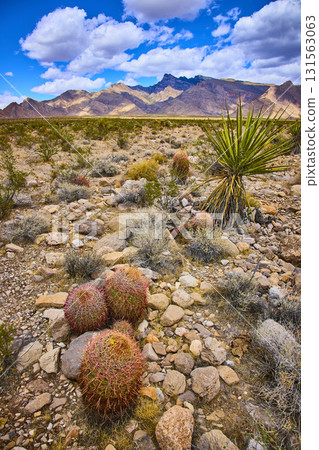 Desert Cactus and Yucca Among Rocky Terrain with Mountain Backdrop Under Blue Sky Desert Cactus and Yucca Among Rocky Terrain with Mountain Backdrop Under Blue Sky 131563063