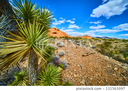 Joshua Tree and Red Rocks in Desert Landscape Under Blue Sky Joshua Tree and Red Rocks in Desert Landscape Under Blue Sky 131563097