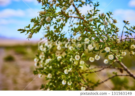 Desert Shrub With White Blossoms And Green Foliage Under Blue Sky Desert Shrub With White Blossoms And Green Foliage Under Blue Sky 131563149