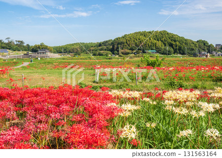 八月川上的群孤挺花(愛知縣半田市) 八月川上的群孤挺花(愛知縣半田市) 131563164