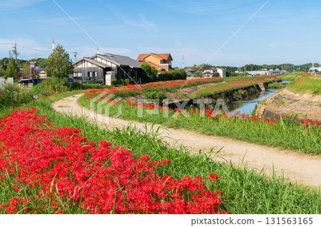 Cluster amaryllis on the Yagatsu River (Handa City, Aichi Prefecture) Cluster amaryllis on the Yagatsu River (Handa City, Aichi Prefecture) 131563165