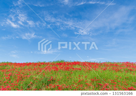 孤挺花和秋天的天空(愛知縣半田市屋勝川) 孤挺花和秋天的天空(愛知縣半田市屋勝川) 131563166