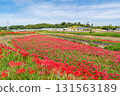 八月川上的群孤挺花(愛知縣半田市) 八月川上的群孤挺花(愛知縣半田市) 131563189