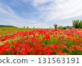 八月川上的群孤挺花(愛知縣半田市) 八月川上的群孤挺花(愛知縣半田市) 131563191