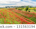 八月川上的群孤挺花(愛知縣半田市) 八月川上的群孤挺花(愛知縣半田市) 131563194