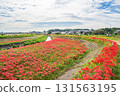 八月川上的群孤挺花(愛知縣半田市) 八月川上的群孤挺花(愛知縣半田市) 131563195