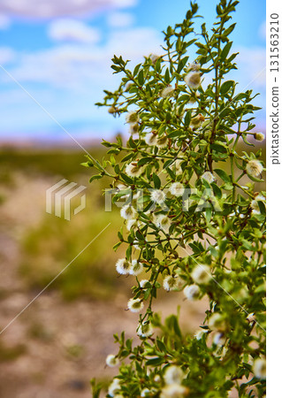 Desert Shrub With White Seed Pods And Soft Background In Sunlit Nevada Landscape Desert Shrub With White Seed Pods And Soft Background In Sunlit Nevada Landscape 131563210