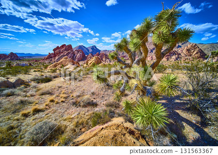 Joshua Tree and Red Rock Formations in Desert Landscape Under Blue Sky 131563367