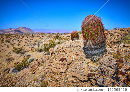 Barrel Cactus and Rocky Desert Landscape Under Clear Blue Sky 131563416