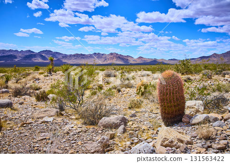 Barrel Cactus and Desert Shrubs Against Mountain Landscape Under Blue Sky Barrel Cactus and Desert Shrubs Against Mountain Landscape Under Blue Sky 131563422