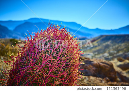 Barrel Cactus Close Up in Desert Landscape with Blue Sky and Distant Mountains Barrel Cactus Close Up in Desert Landscape with Blue Sky and Distant Mountains 131563496