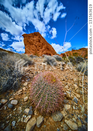 Barrel Cactus and Red Rock Formation Under Vibrant Blue Sky in Desert Landscape 131563619