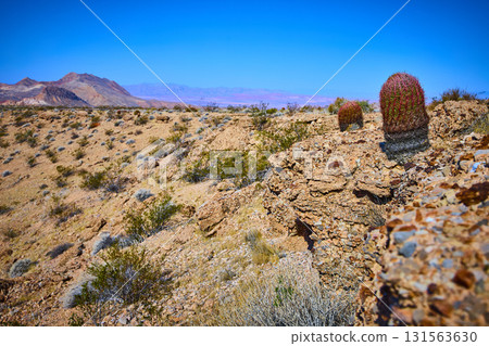 Desert Cactus and Rocky Landscape Under Blue Sky in Nevada Wilderness Desert Cactus and Rocky Landscape Under Blue Sky in Nevada Wilderness 131563630