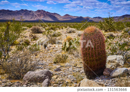 Barrel Cactus and Desert Vegetation with Mountain Range under Blue Sky 131563666