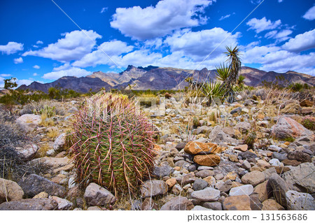 Barrel Cactus and Rocky Desert Landscape with Distant Mountains Under Blue Sky 131563686