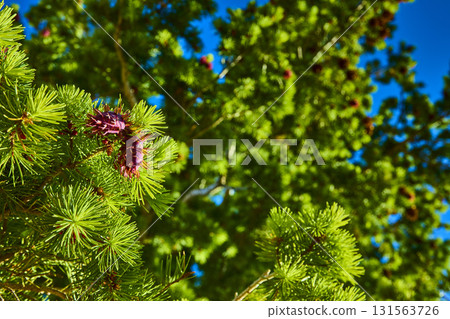 Pine Branches With Purple Cones And Sunlit Needles Close Up In Lush Forest 131563726