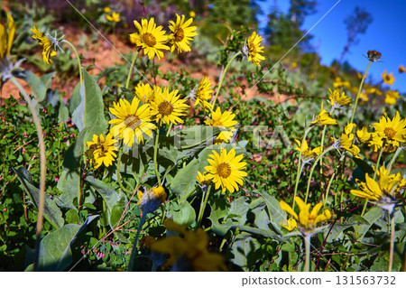 Yellow Wildflowers and Green Foliage in Bright Sunlight Along Scenic Drive 131563732
