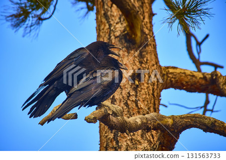 Raven Pair Perched on Pine Branch Against Blue Sky in Utah Forest 131563733