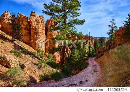 Bryce Canyon Hoodoo Formations Pine Trees and Peekaboo Loop Trail in Utah 131563734