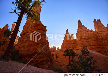 Bryce Canyon Hoodoos and Pine Trees at Sunrise Queens Garden Navajo Loop Utah Bryce Canyon Hoodoos and Pine Trees at Sunrise Queens Garden Navajo Loop Utah 131563743