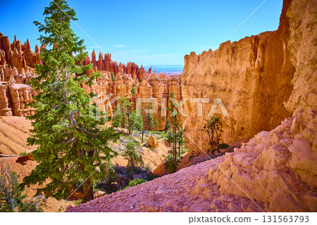 Bryce Canyon Hoodoos Pine Tree and Canyon Wall Peekaboo Loop Trail Utah 131563793