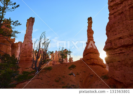 Bryce Canyon Hoodoos and Pine Trees at Sunrise with Blue Sky Utah Landscape 131563801