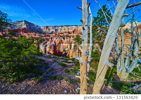 Bryce Canyon Hoodoos and Weathered Trees on Peekaboo Loop Trail Utah Bryce Canyon Hoodoos and Weathered Trees on Peekaboo Loop Trail Utah 131563820