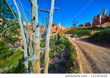 Peekaboo Loop Trail with Weathered Tree and Hoodoo Formations in Bryce Canyon Peekaboo Loop Trail with Weathered Tree and Hoodoo Formations in Bryce Canyon 131563826